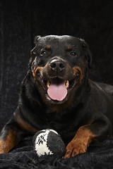Image showing Pure bred rottweiler
