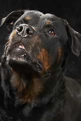 Image showing Pure bred rottweiler