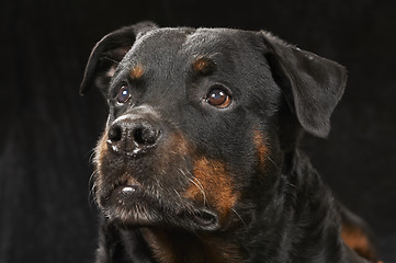 Image showing Pure bred rottweiler