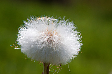 Image showing Dandelions