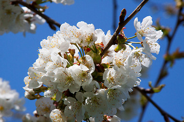 Image showing Cherry Blossom