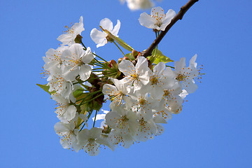 Image showing Cherry Blossom