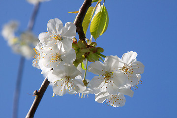 Image showing Cherry Blossom