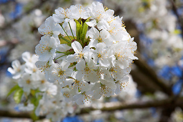 Image showing Cherry Blossom