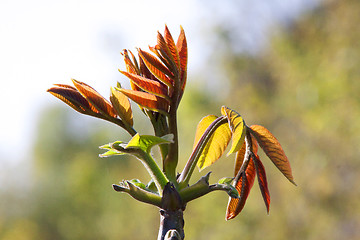 Image showing Spring