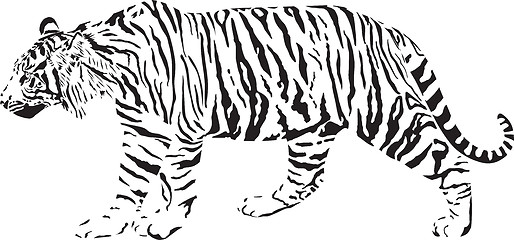 Image showing Tiger - Black and white vector illustration 