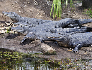 Image showing Alligators