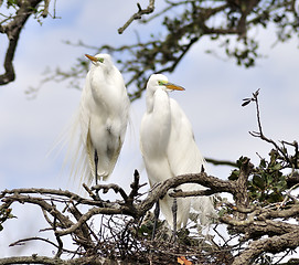Image showing Great Egrets