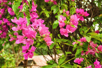 Image showing beautiful pink flowers in the garden