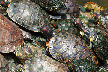 Image showing tortoises crowded together