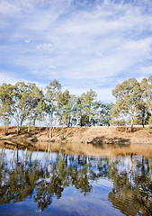 Image showing river gum trees reflecting in river