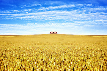 Image showing old house in the field of wheat