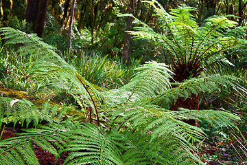 Image showing ferns in the rainforest