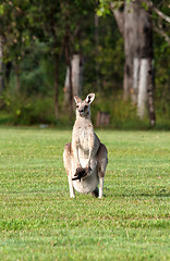 Image showing eastern grey kangaroos