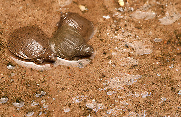 Image showing young tortoises