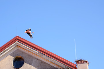 Image showing flying stork fly to nest on chimney building roof 