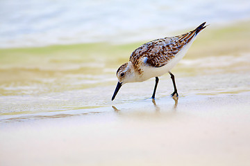 Image showing Mockingbird on Tortuga bay