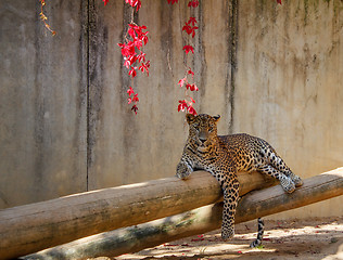 Image showing Leopard (Panthera pardus) lying on the tree