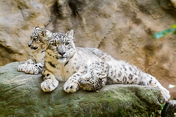 Image showing lying family of Snow Leopard