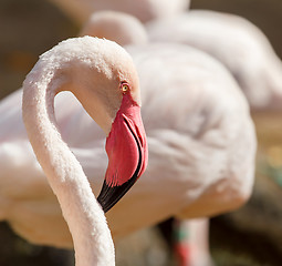 Image showing Portrait of very nice great flamingo 