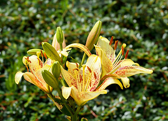 Image showing yellow lily in bloom