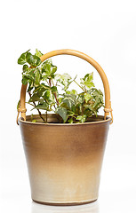 Image showing houseplants in flower pot