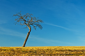 Image showing  tree with blue sky and brown land