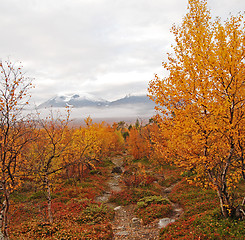 Image showing Abisko national-park