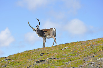 Image showing Reindeer