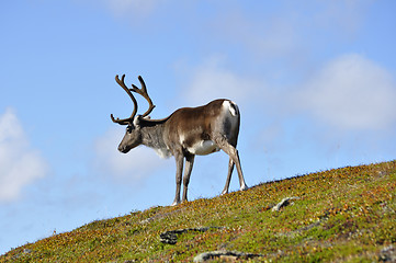 Image showing Reindeer