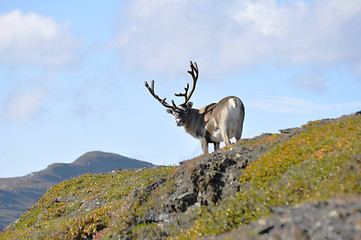 Image showing Reindeer