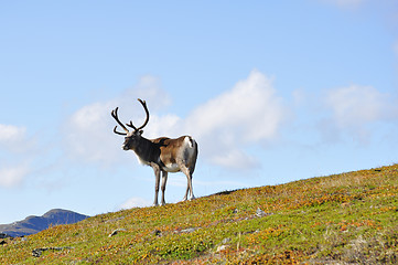 Image showing Reindeer