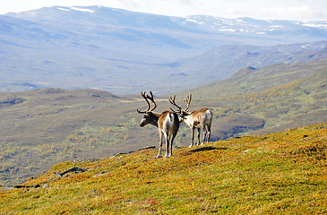 Image showing Reindeer