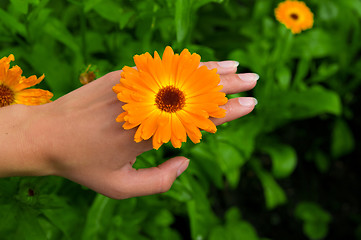 Image showing Flower on Hand