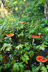 Image showing Fly agaric mushrooms