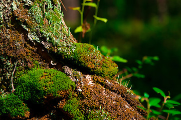 Image showing Moss On Tree