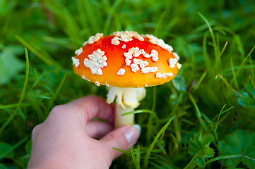 Image showing Fly agaric mushroom