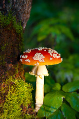 Image showing Fly agaric mushroom