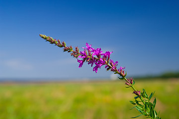 Image showing violet flower