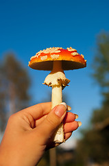 Image showing Fly agaric mushroom