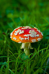 Image showing Fly agaric mushroom