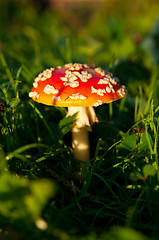 Image showing Fly agaric mushroom