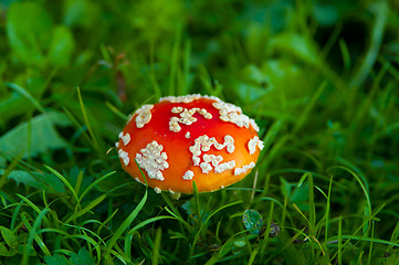 Image showing Fly agaric mushroom