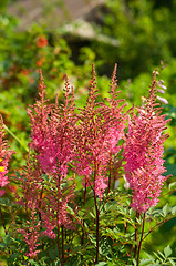 Image showing Pink astilbe flowers