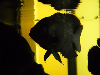 Image showing Oscar fish