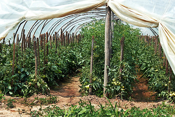 Image showing Growing tomatoes