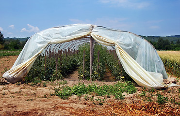 Image showing Growing tomatoes