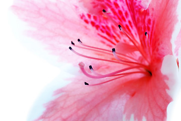 Image showing Pink Azalea flower