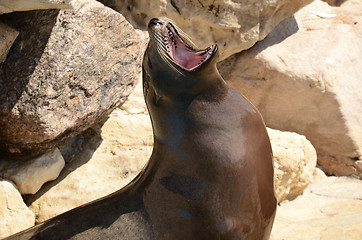 Image showing sea lion