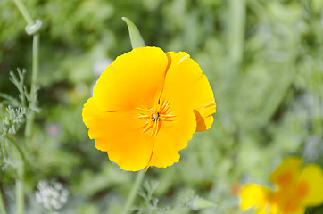 Image showing yellow flower